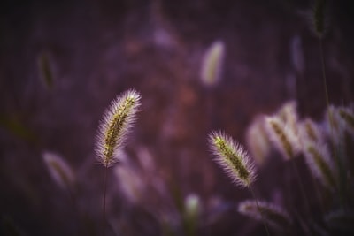 Green plants
